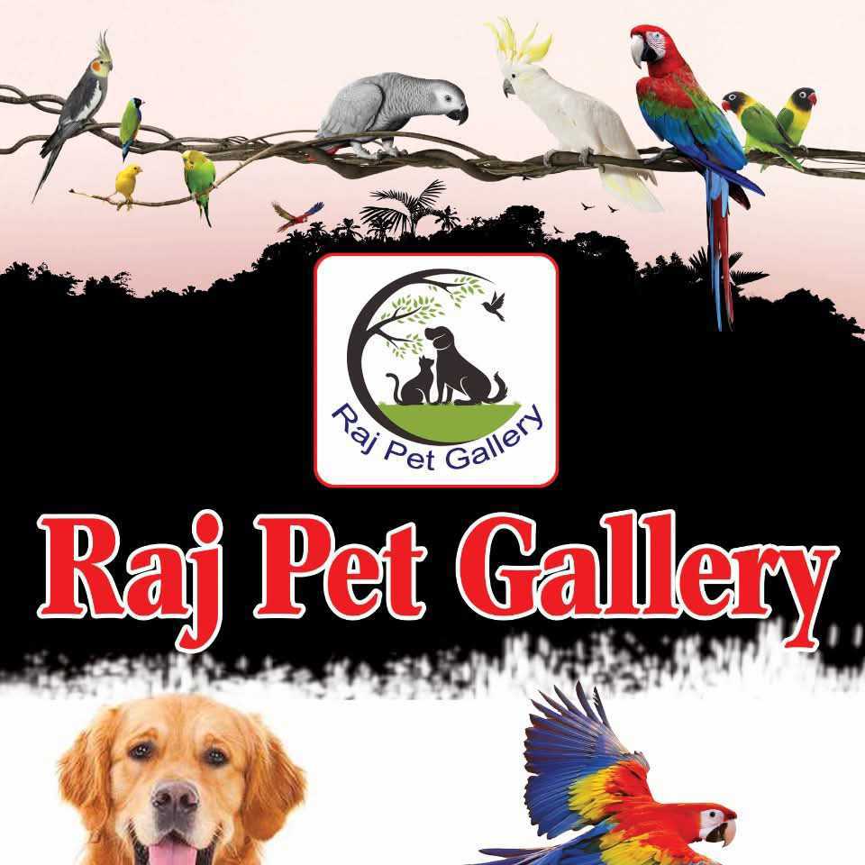 Raj Pet Gallery 