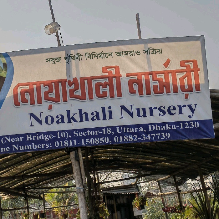 Nohakhali Nursery 