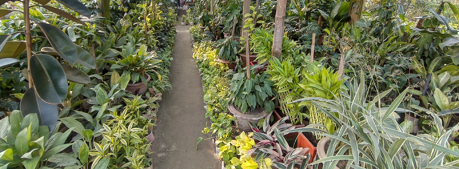 Ma Babar Dowa Nursery 