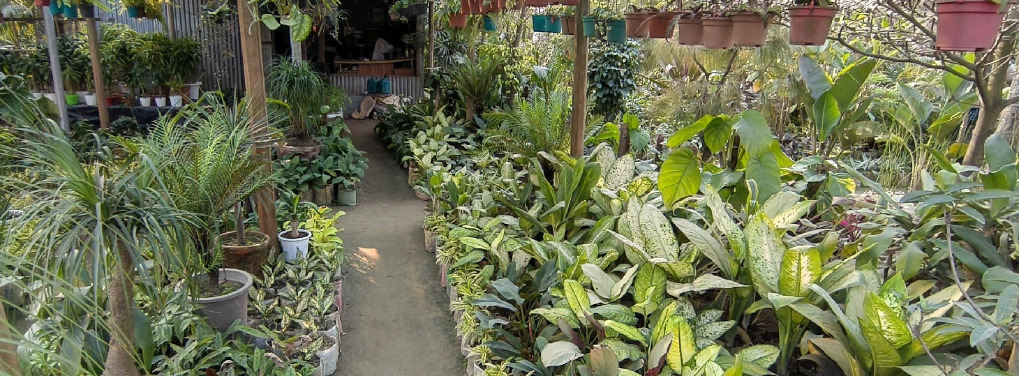 Green Land Nursery