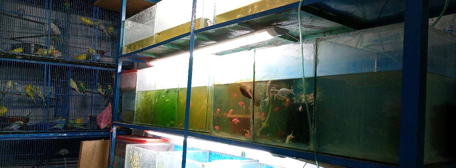 Ayaan Pet Shop