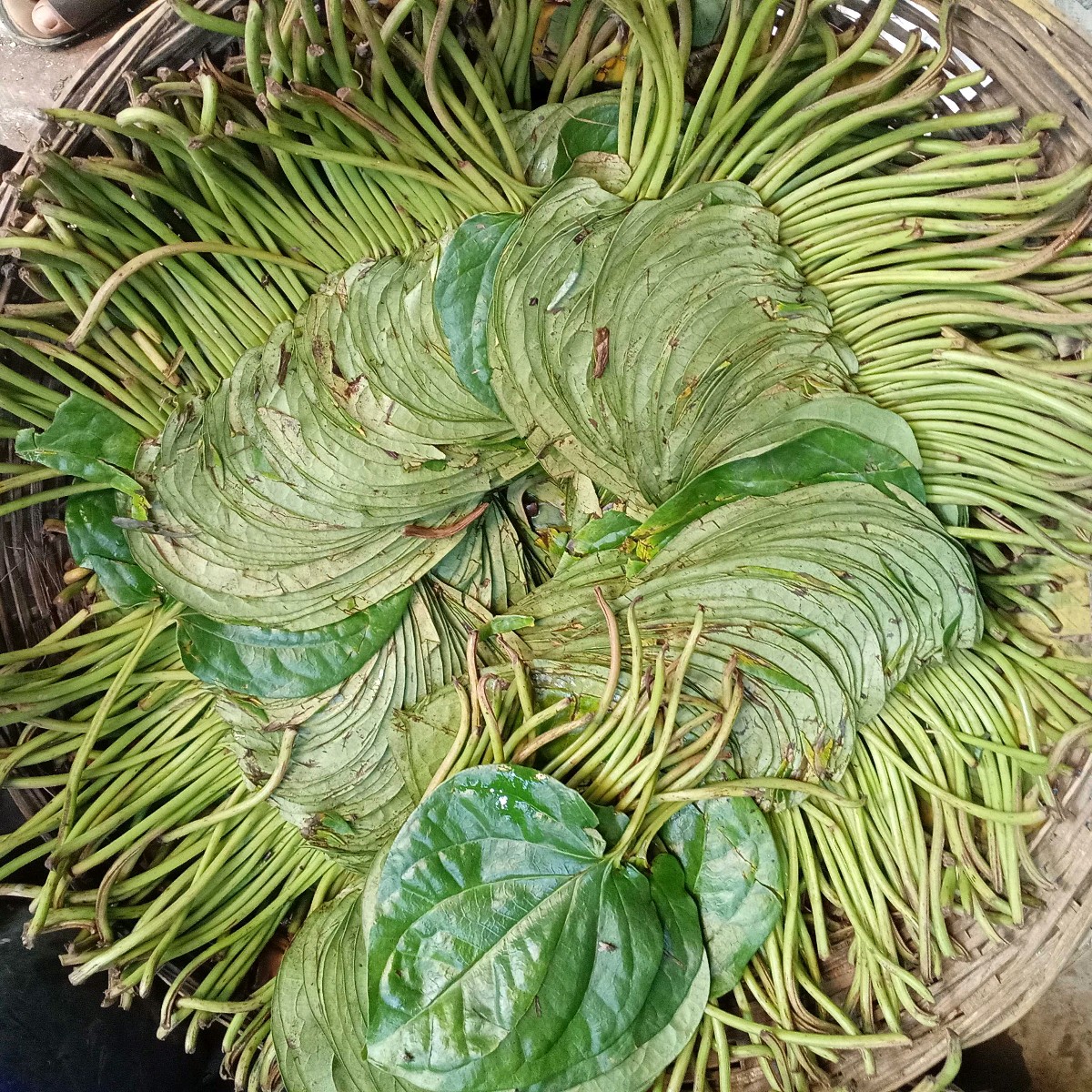 Nesar Paan Shop