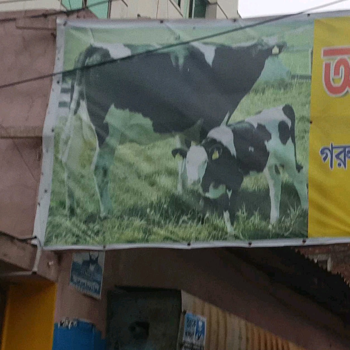 Abul Kalam Dairy Farm 